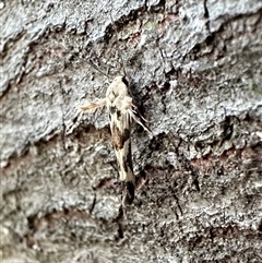 Stathmopoda melanochra (An Oecophorid moth (Eriococcus caterpillar)) at Ainslie, ACT - 28 Jan 2025 by Pirom