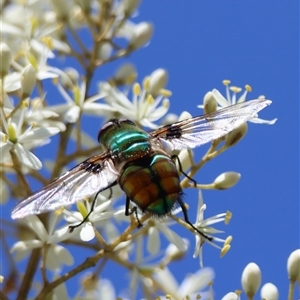 Rutilia (Chrysorutilia) formosa at Mongarlowe, NSW - suppressed