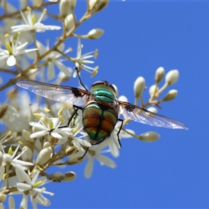 Rutilia (Chrysorutilia) formosa at Mongarlowe, NSW - suppressed