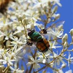 Rutilia (Chrysorutilia) formosa at Mongarlowe, NSW - suppressed