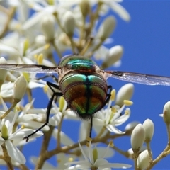 Rutilia (Chrysorutilia) formosa at Mongarlowe, NSW - suppressed