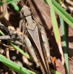 Unidentified Grasshopper (several families) at Mongarlowe, NSW - 25 Jan 2025 by LisaH