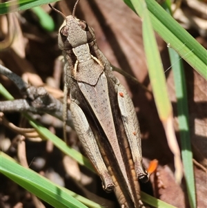 Unidentified Grasshopper (several families) at Mongarlowe, NSW by LisaH