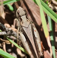 Cryptobothrus chrysophorus at Mongarlowe, NSW - suppressed