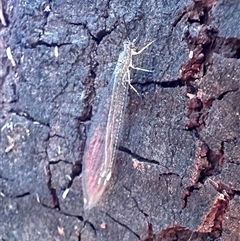 Myrmeleon acer (Myrmeleon Antlion Lacewing) at Ainslie, ACT - 28 Jan 2025 by Pirom