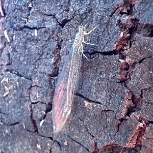 Myrmeleon acer (Myrmeleon Antlion Lacewing) at Ainslie, ACT by Pirom