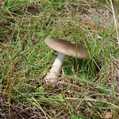 Amanita sp. (Amanita sp.) at Mongarlowe, NSW - 25 Jan 2025 by LisaH