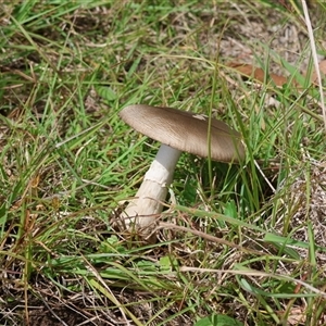 Amanita sp. at Mongarlowe, NSW - suppressed