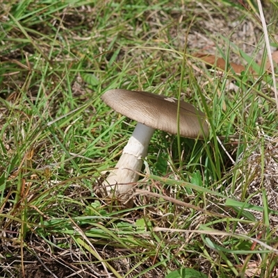 Amanita sp. (Amanita sp.) at Mongarlowe, NSW - 25 Jan 2025 by LisaH