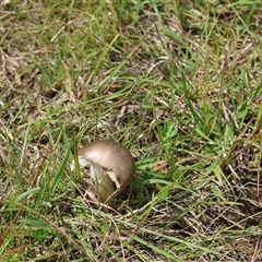 Amanita sp. at Mongarlowe, NSW - suppressed