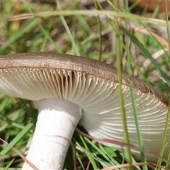 Amanita sp. at Mongarlowe, NSW - suppressed