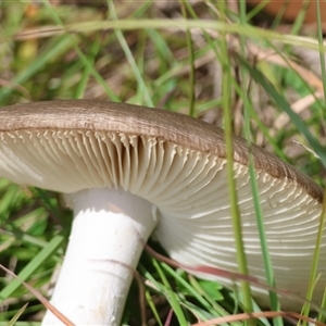 Amanita sp. at Mongarlowe, NSW - suppressed