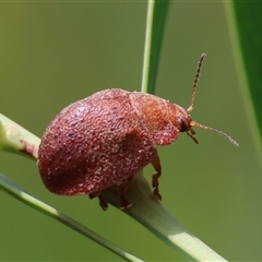 Trachymela sp. (genus) (Brown button beetle) at Mongarlowe, NSW - 25 Jan 2025 by LisaH