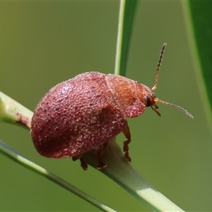 Trachymela sp. (genus) at Mongarlowe, NSW - suppressed