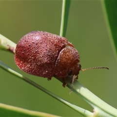 Trachymela sp. (genus) at Mongarlowe, NSW - suppressed