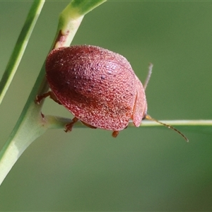 Trachymela sp. (genus) at Mongarlowe, NSW - suppressed