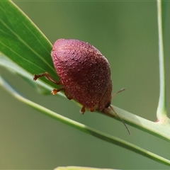 Trachymela sp. (genus) at Mongarlowe, NSW - suppressed