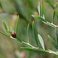 Trachymela sp. (genus) at Mongarlowe, NSW - suppressed