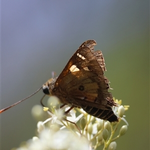 Dispar compacta at Mongarlowe, NSW by LisaH