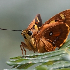 Trapezites symmomus (Splendid Ochre) at Mongarlowe, NSW by LisaH