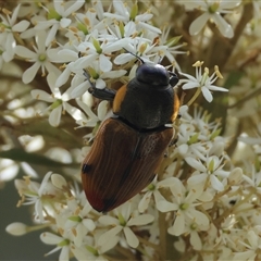 Temognatha variabilis (Variable jewel beetle) at Mongarlowe, NSW - 25 Jan 2025 by LisaH