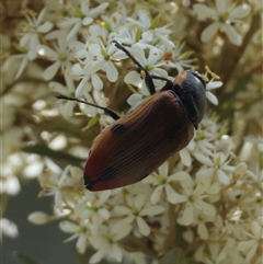 Temognatha variabilis at Mongarlowe, NSW - suppressed