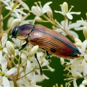 Temognatha variabilis at Mongarlowe, NSW - suppressed