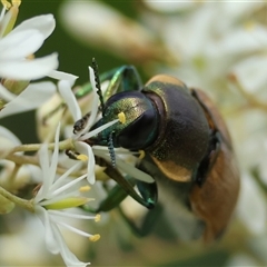 Temognatha variabilis at Mongarlowe, NSW - suppressed