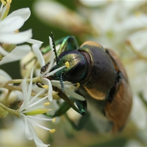 Temognatha variabilis at Mongarlowe, NSW - suppressed