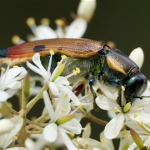 Temognatha variabilis at Mongarlowe, NSW - suppressed