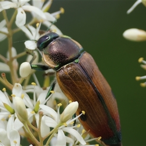 Temognatha variabilis at Mongarlowe, NSW - suppressed