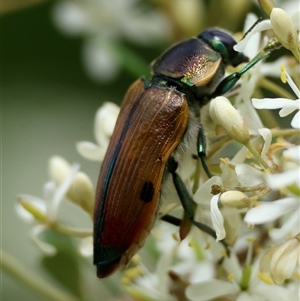 Temognatha variabilis at Mongarlowe, NSW - suppressed