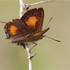 Paralucia aurifera (Bright Copper) at Mongarlowe, NSW - 25 Jan 2025 by LisaH