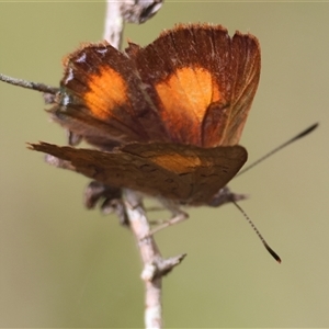 Paralucia aurifera at Mongarlowe, NSW - suppressed