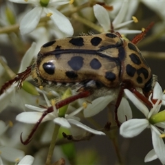 Neorrhina punctatum (Spotted flower chafer) at Mongarlowe, NSW - 25 Jan 2025 by LisaH