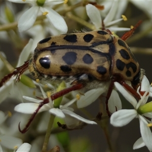 Neorrhina punctatum (Spotted flower chafer) at Mongarlowe, NSW by LisaH