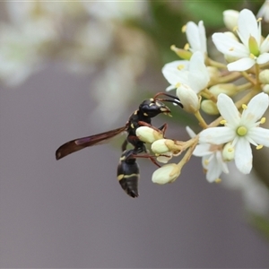 Eumeninae (subfamily) (Unidentified Potter wasp) at Mongarlowe, NSW by LisaH