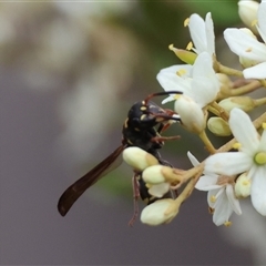 Eumeninae (subfamily) at Mongarlowe, NSW - suppressed