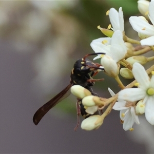 Eumeninae (subfamily) at Mongarlowe, NSW - suppressed