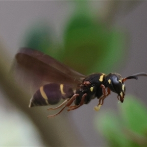 Eumeninae (subfamily) at Mongarlowe, NSW - suppressed