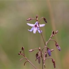 Dianella caerulea at Mongarlowe, NSW - 25 Jan 2025 by LisaH