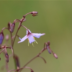 Dianella caerulea at Mongarlowe, NSW - suppressed