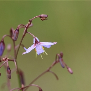 Dianella caerulea at Mongarlowe, NSW - suppressed