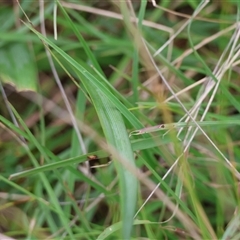 Dianella caerulea at Mongarlowe, NSW - suppressed