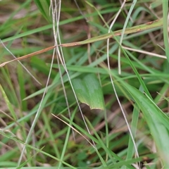 Dianella caerulea at Mongarlowe, NSW - suppressed