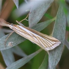 Hednota species near grammellus (Pyralid or snout moth) at Mongarlowe, NSW - 25 Jan 2025 by LisaH