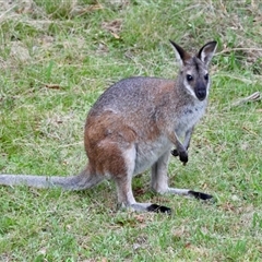 Notamacropus rufogriseus (Red-necked Wallaby) at Mongarlowe, NSW - 25 Jan 2025 by LisaH