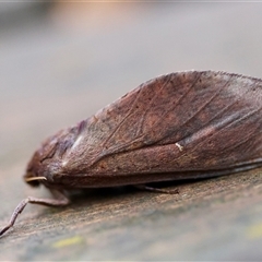 Unidentified Moth (Lepidoptera) at Mongarlowe, NSW - 25 Jan 2025 by LisaH