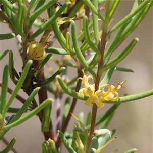 Persoonia mollis subsp. livens at Mongarlowe, NSW - suppressed