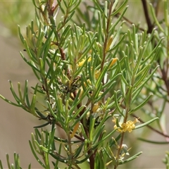 Persoonia mollis subsp. livens at Mongarlowe, NSW - suppressed